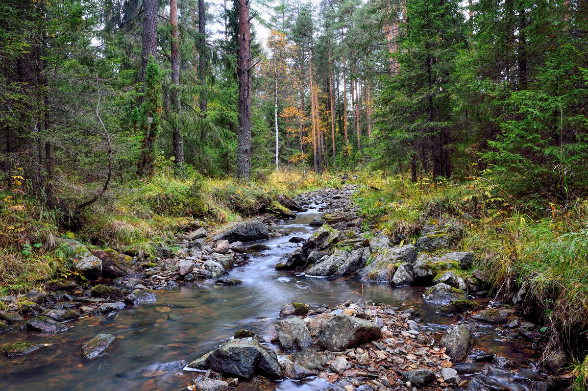 Лесная речка - Vladimbormotov 