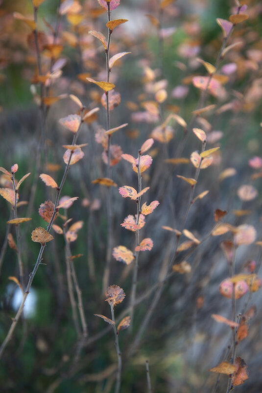 Осенние акварели. - Лилия *