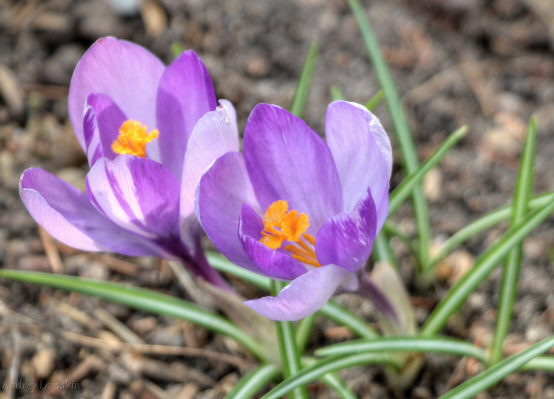Крокусы - Andrey Lomakin