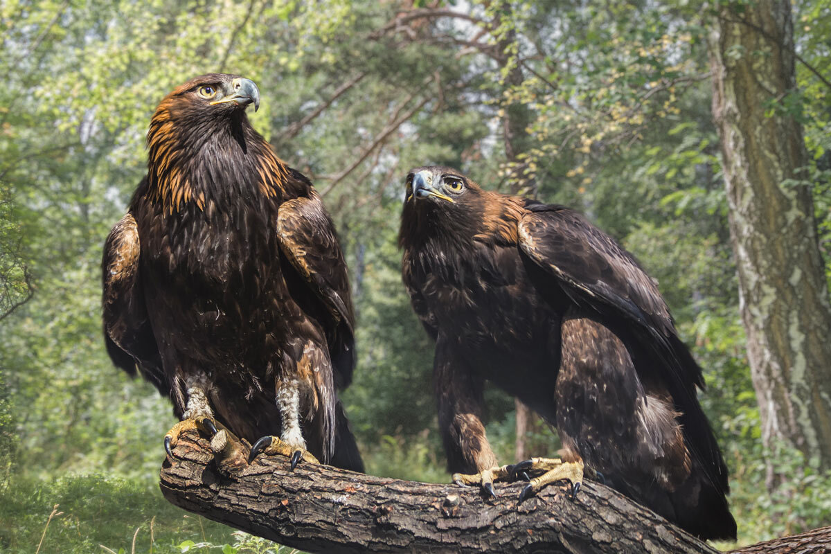 Беркут - SanSan 