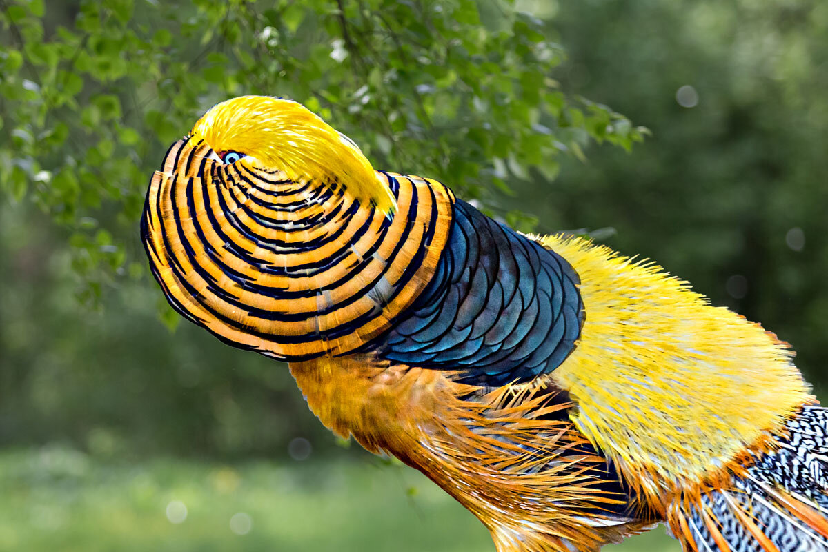 Фазан золотой - SanSan 