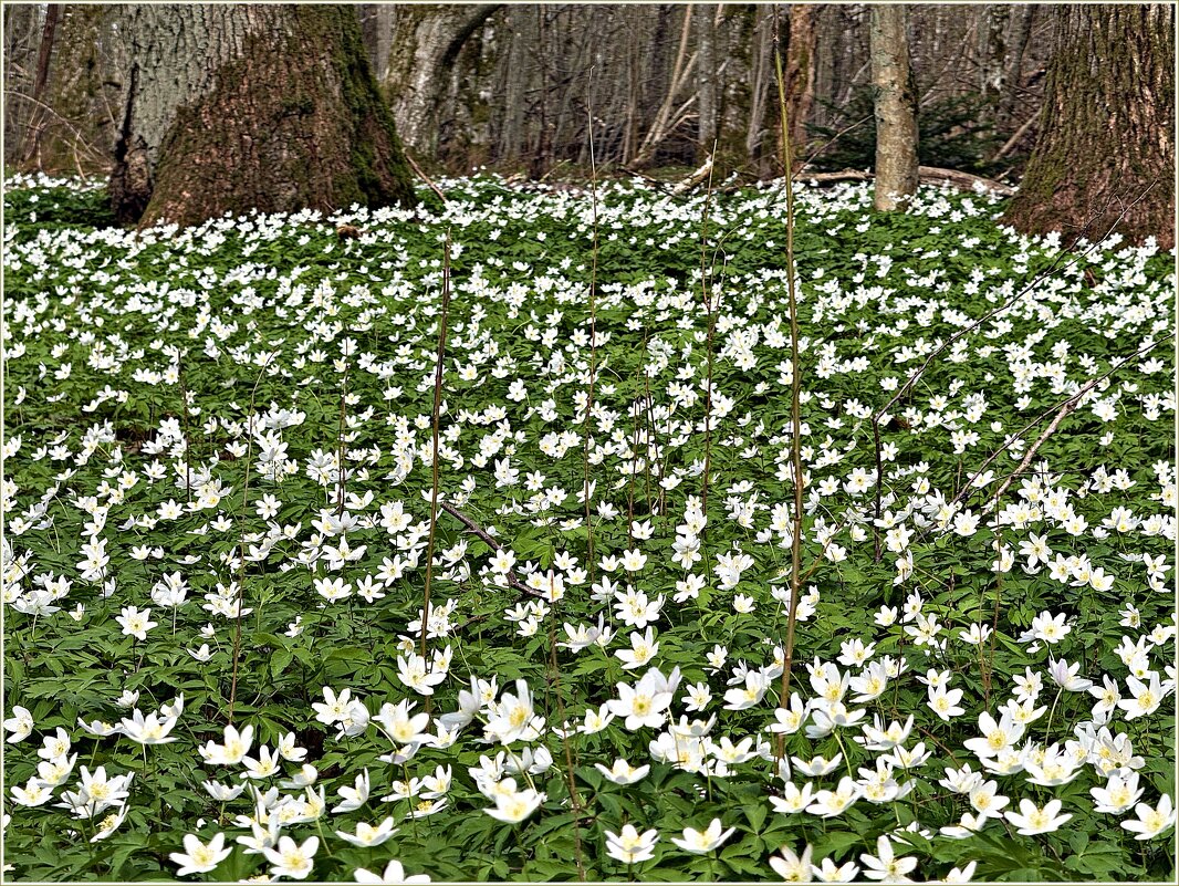 Ветреница дубравная. - Валерия Комова