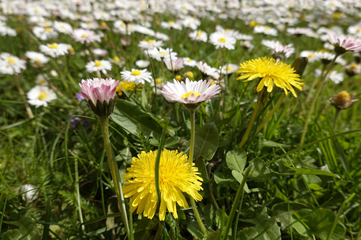 Каждый цветок - это душа, расцветающая в природе.... - Галина 