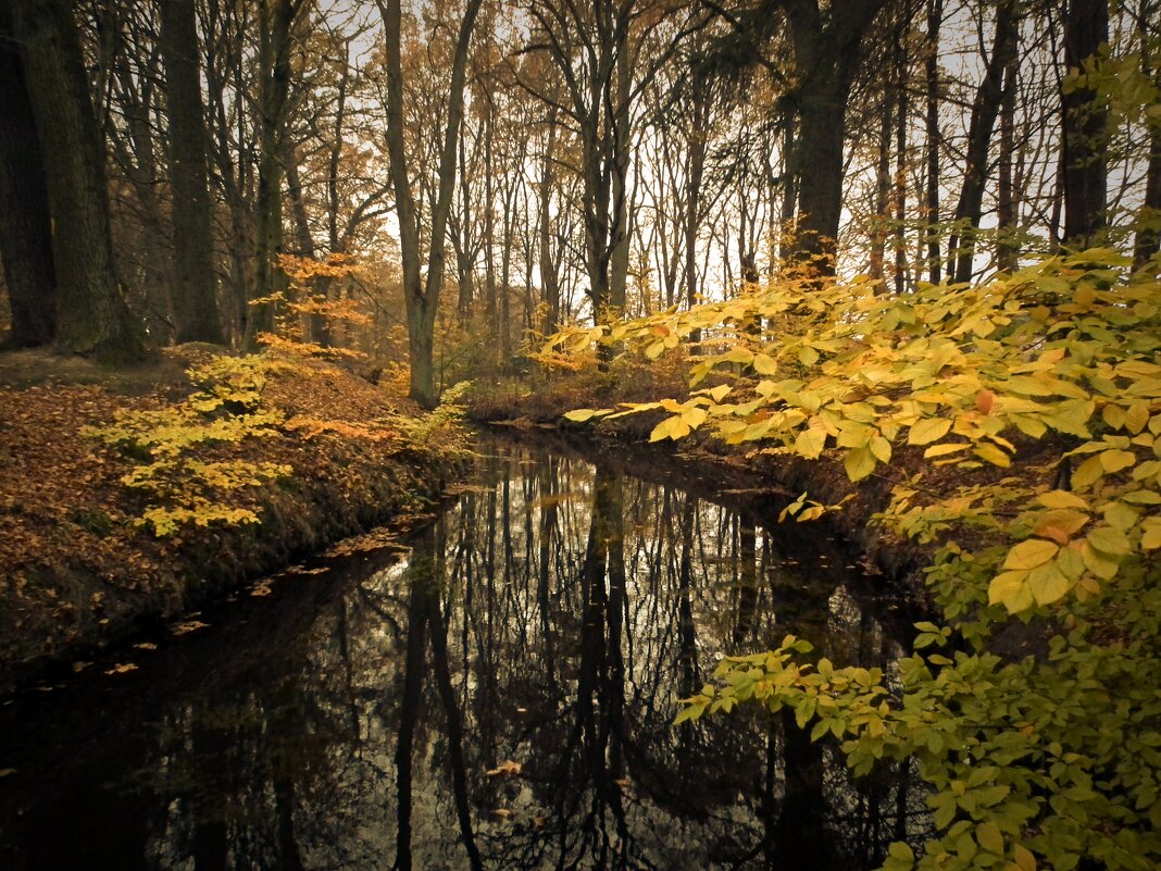 Лесная речушка.Осень - Виктор Савельев