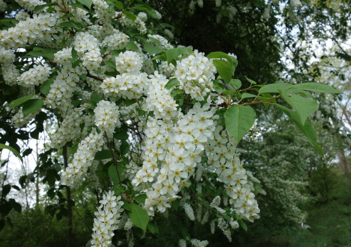 Черемухи цвет, словно вешняя вьюга, Ложится на землю, кружится как снег... - Галина 