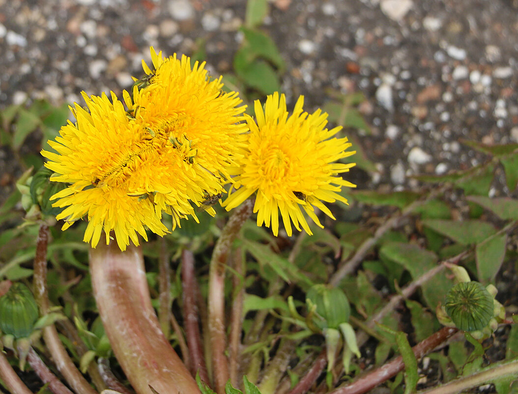 Апрельское трио - Светлана 