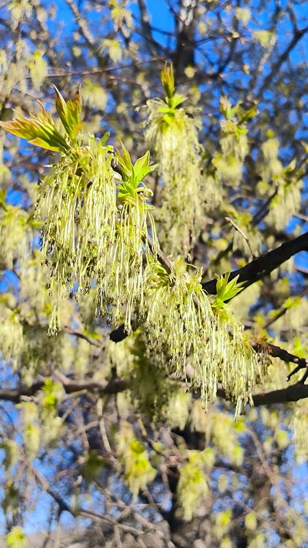 Весеннее цветение. - Ольга 