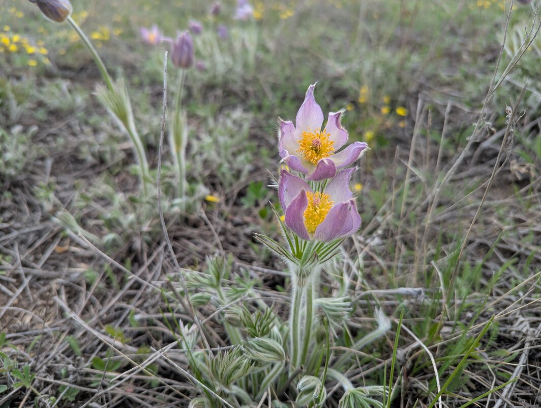Сон трава - Андрей Хлопонин