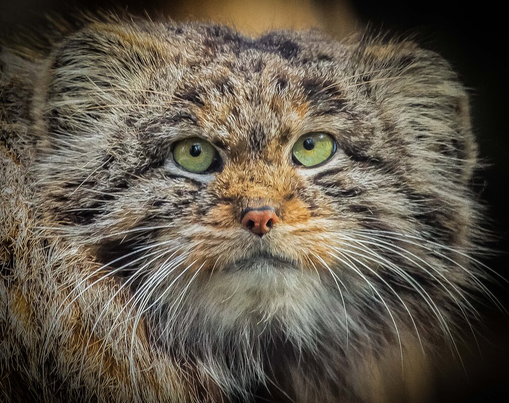 МАНУЛ - Аркадий Лаптенко