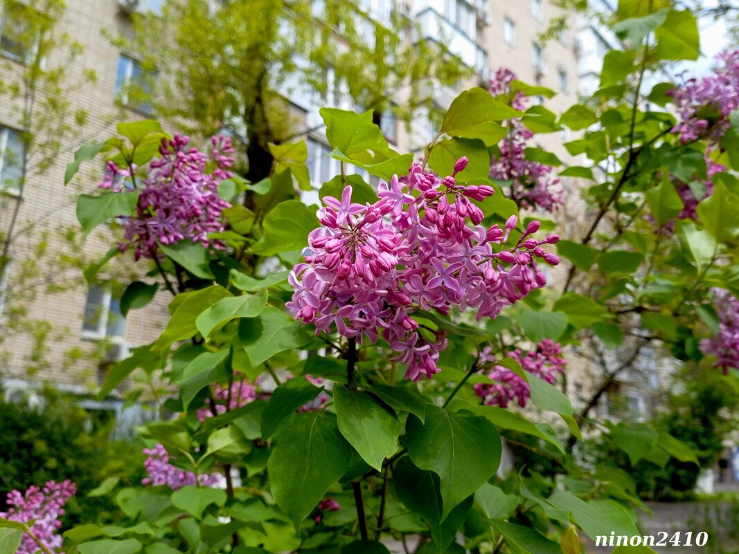 Сиреневое настроение - Нина Бутко