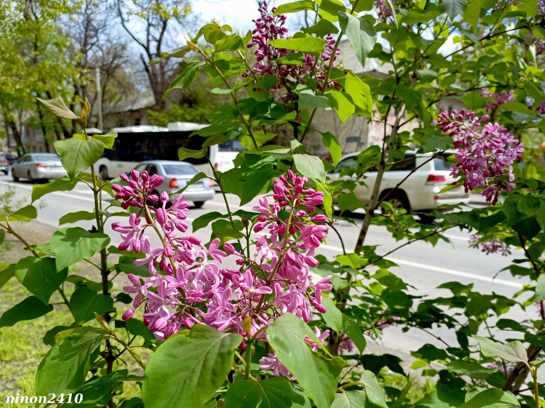 Сиреневый апрель - Нина Бутко