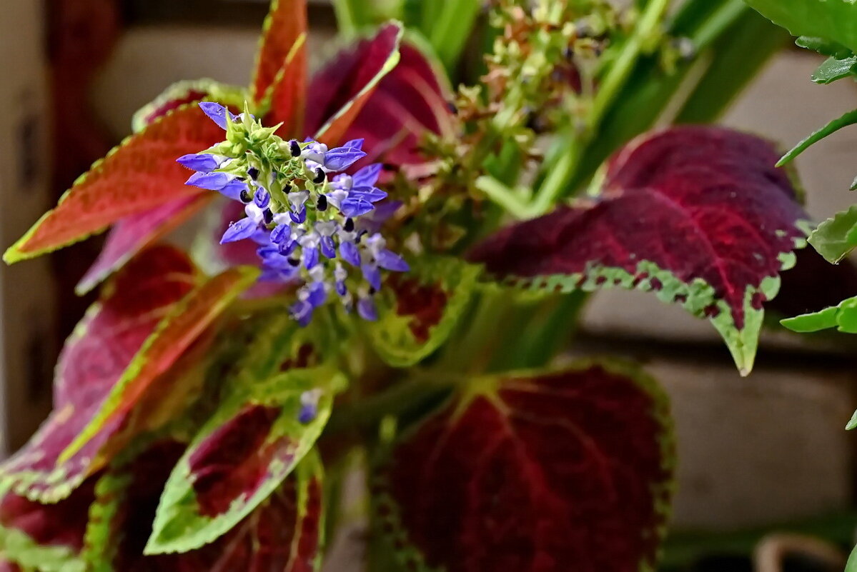 На окошке... - Николай Саржанов