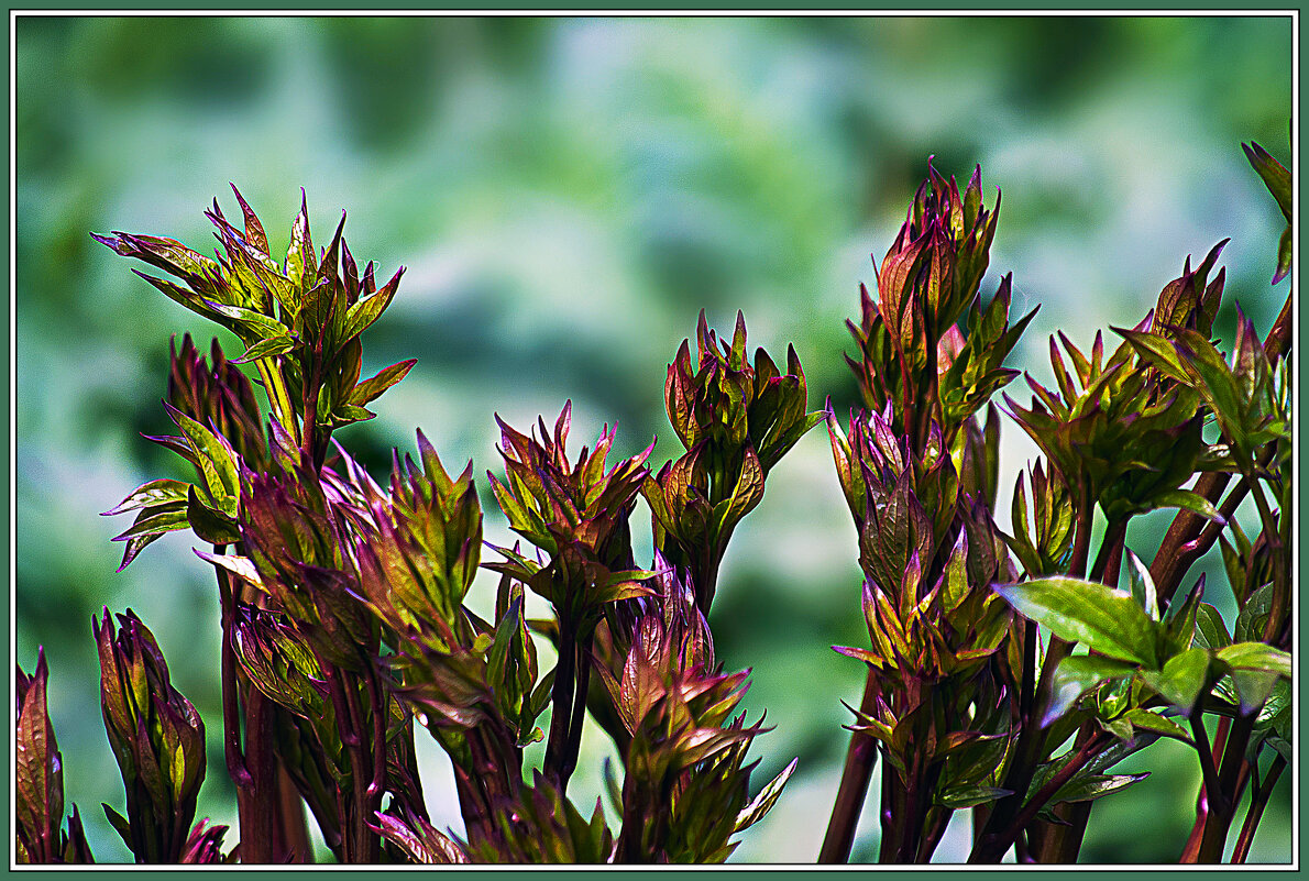 Весеннее пробуждение - Владимир Кроливец