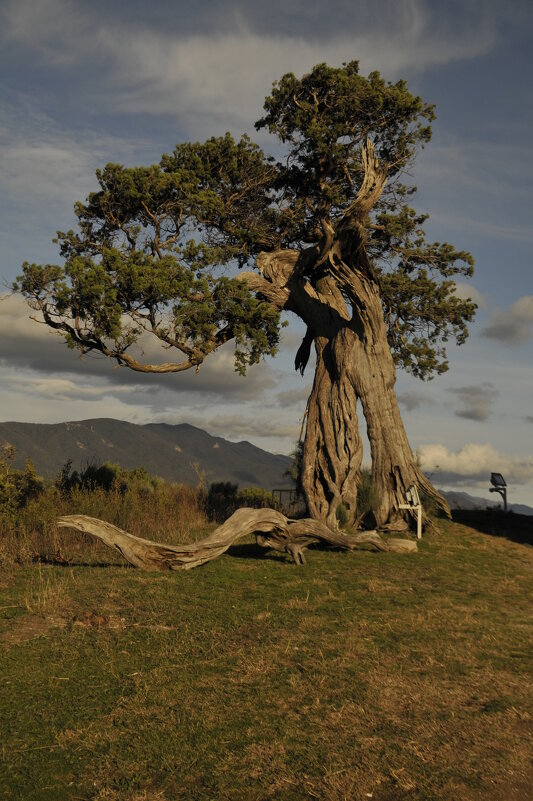 Провремя Грузия - Иван К