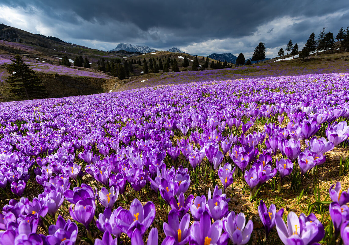Первоцветы - Сергей Титов
