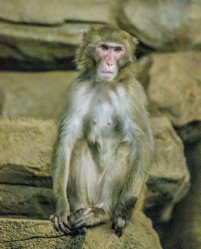 японская макака - Аркадий Лаптенко