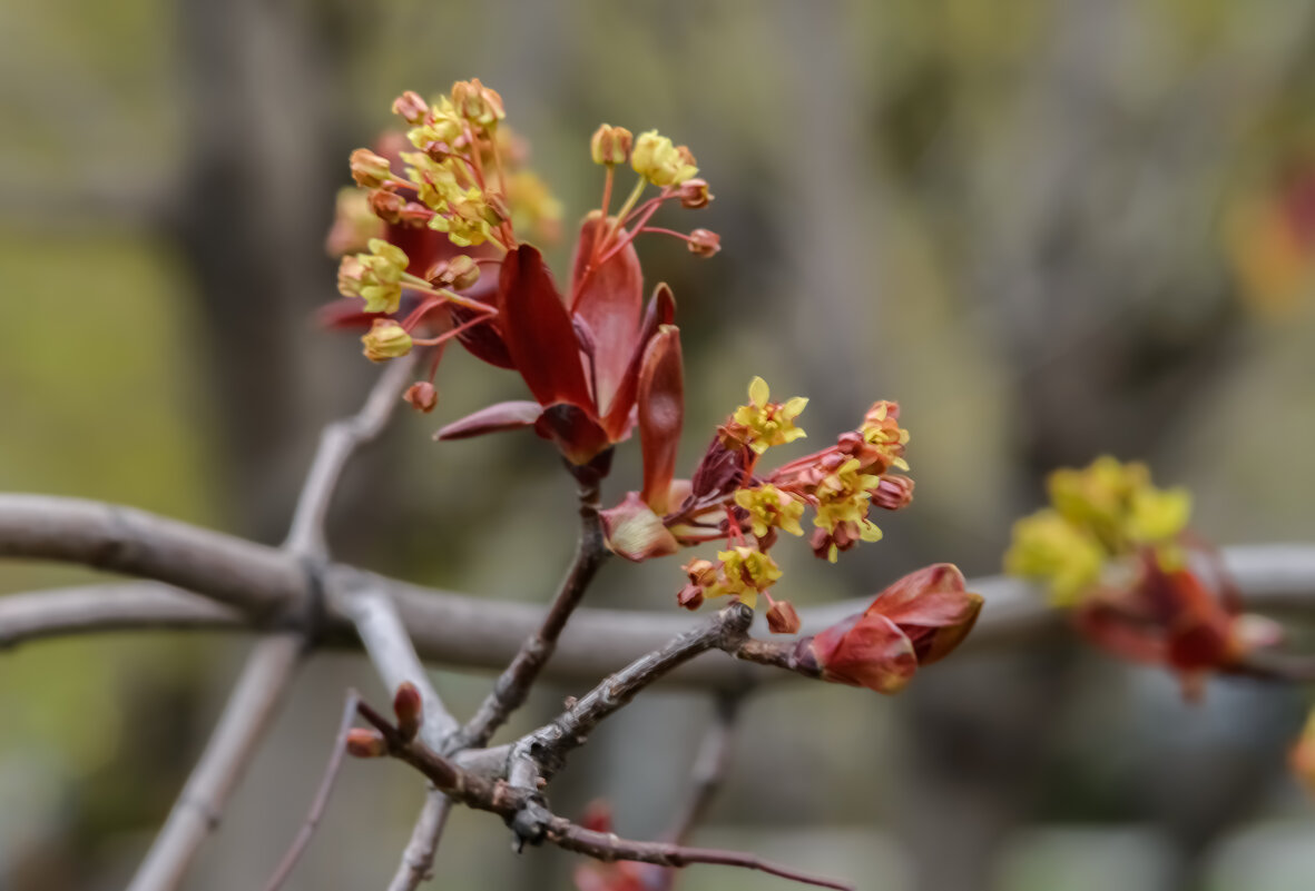 Клены бывают разные. - Николай 