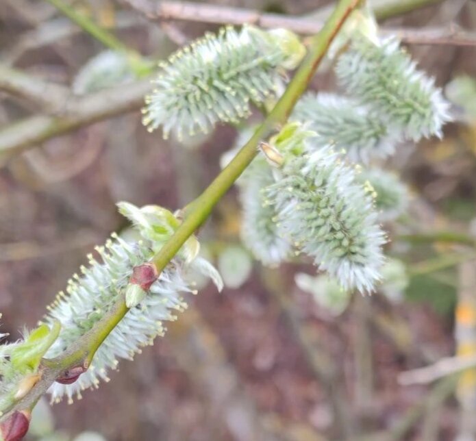 Весеннее - Елена Семигина