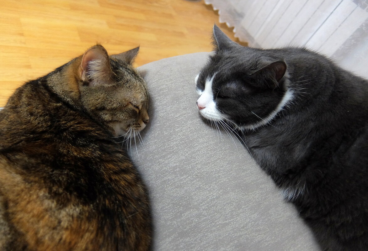 Идиллия. - Люба 