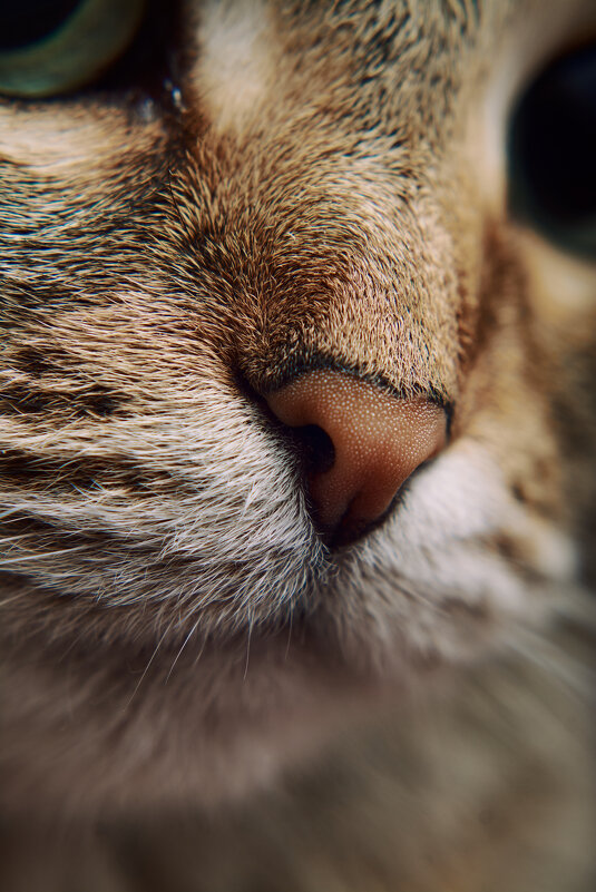 Носик - Мария Шабурникова