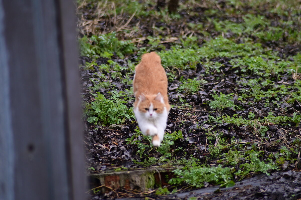 кис кис - Константин Сафронов