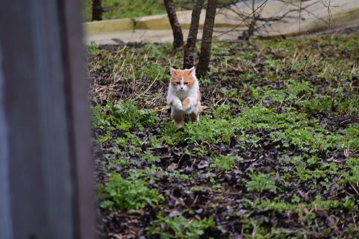 кис кис - Константин Сафронов