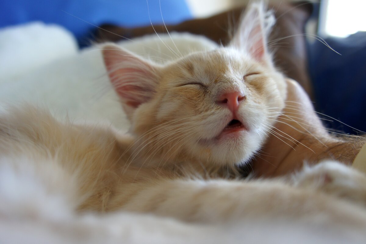 Спят усталые котята... - Viktor Odysey