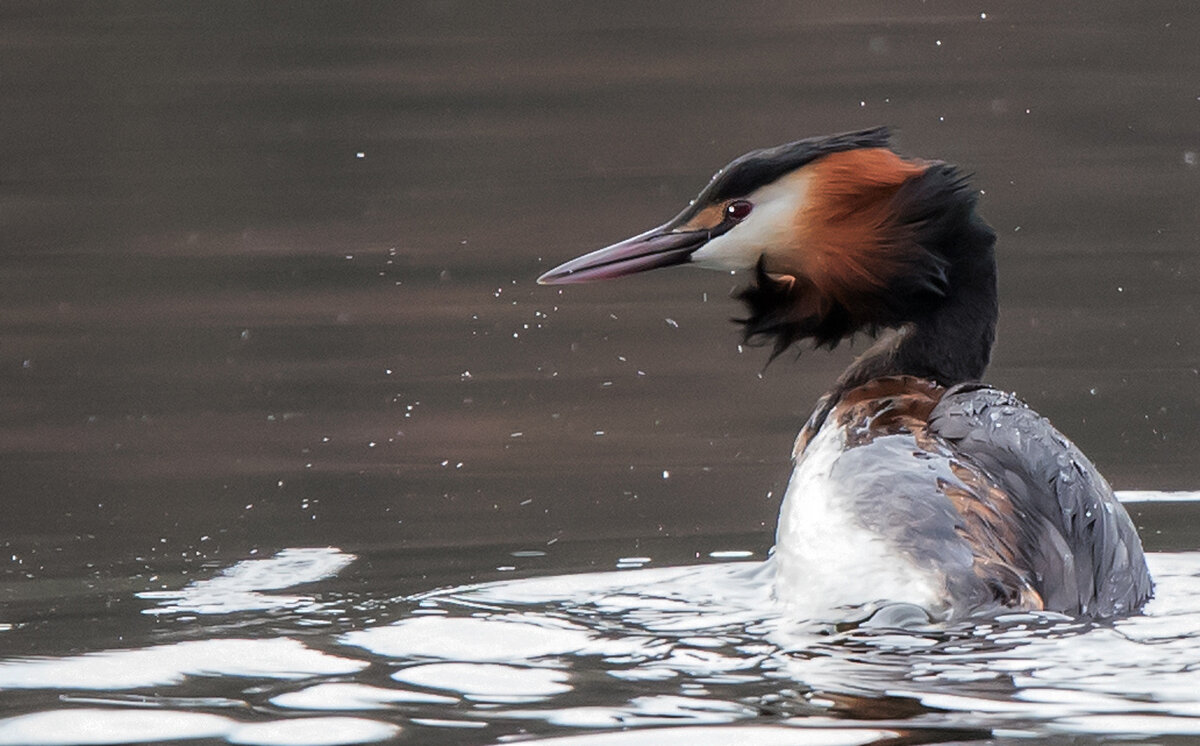Чомга - Владимир Безбородов