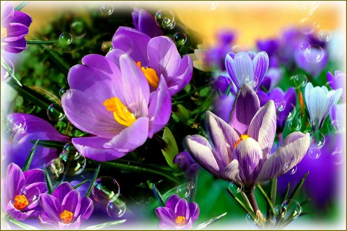 Крокусы первые посланники весны ... - Валентина Надсон