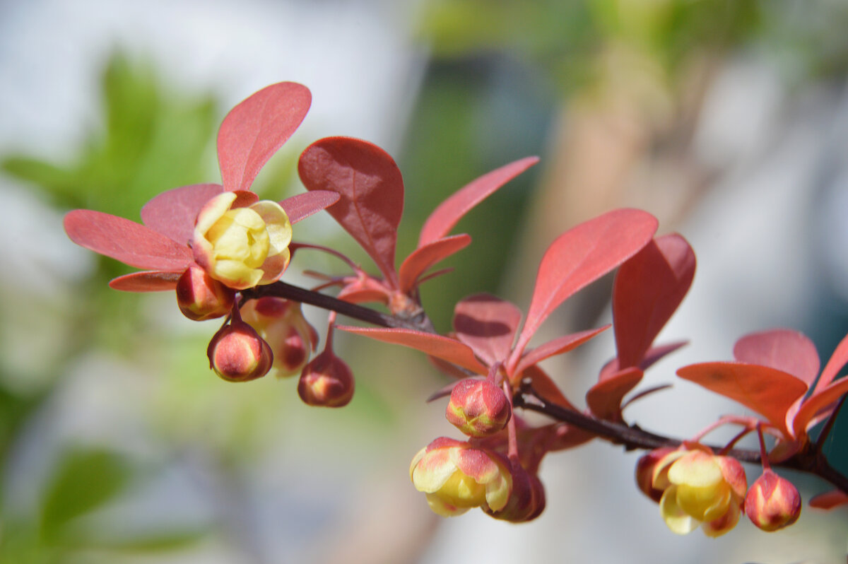 Барбарис - Надежда Куркина 
