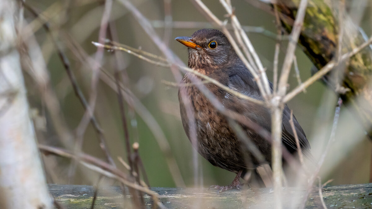 Черный дрозд (самка) - Владимир Лазарев