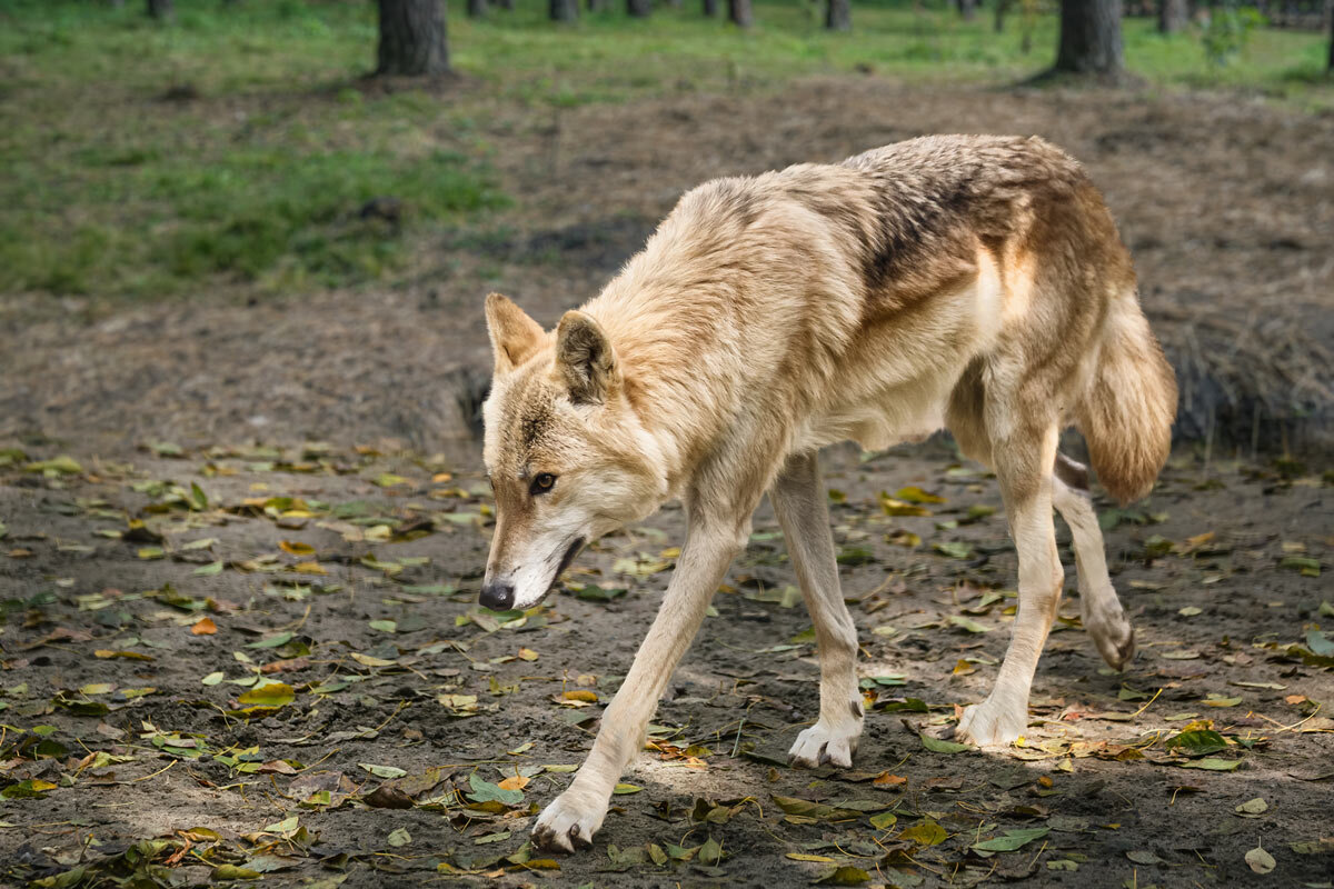 Белый волк - SanSan 