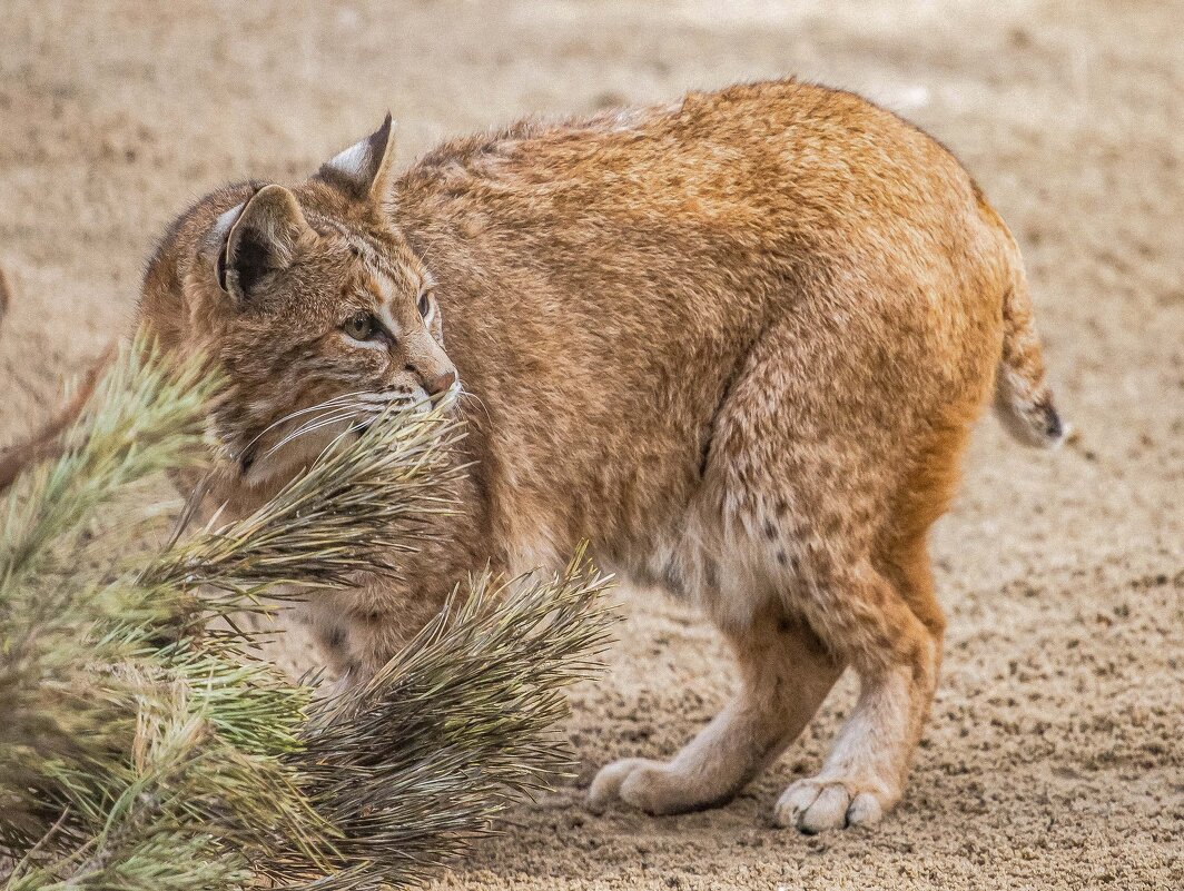 рыжая рысь - Аркадий Лаптенко