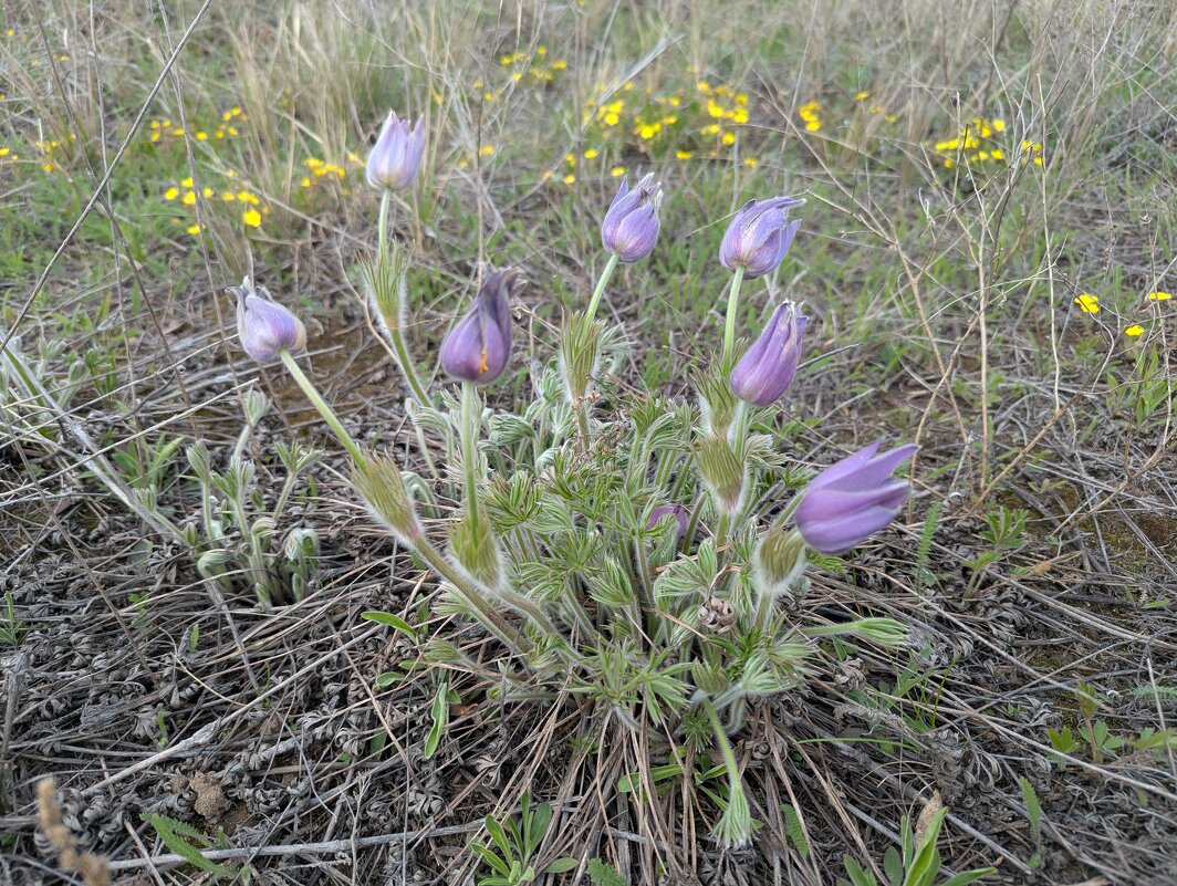 Апрельская степь... - Андрей Хлопонин