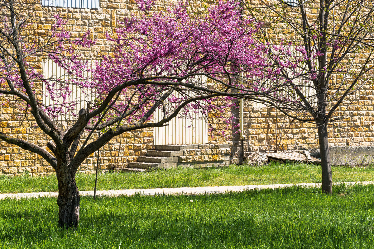 Багряник - Игорь Сикорский