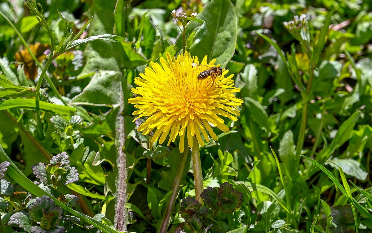 Будет мёд из одуванчиков - Валерий Иванович