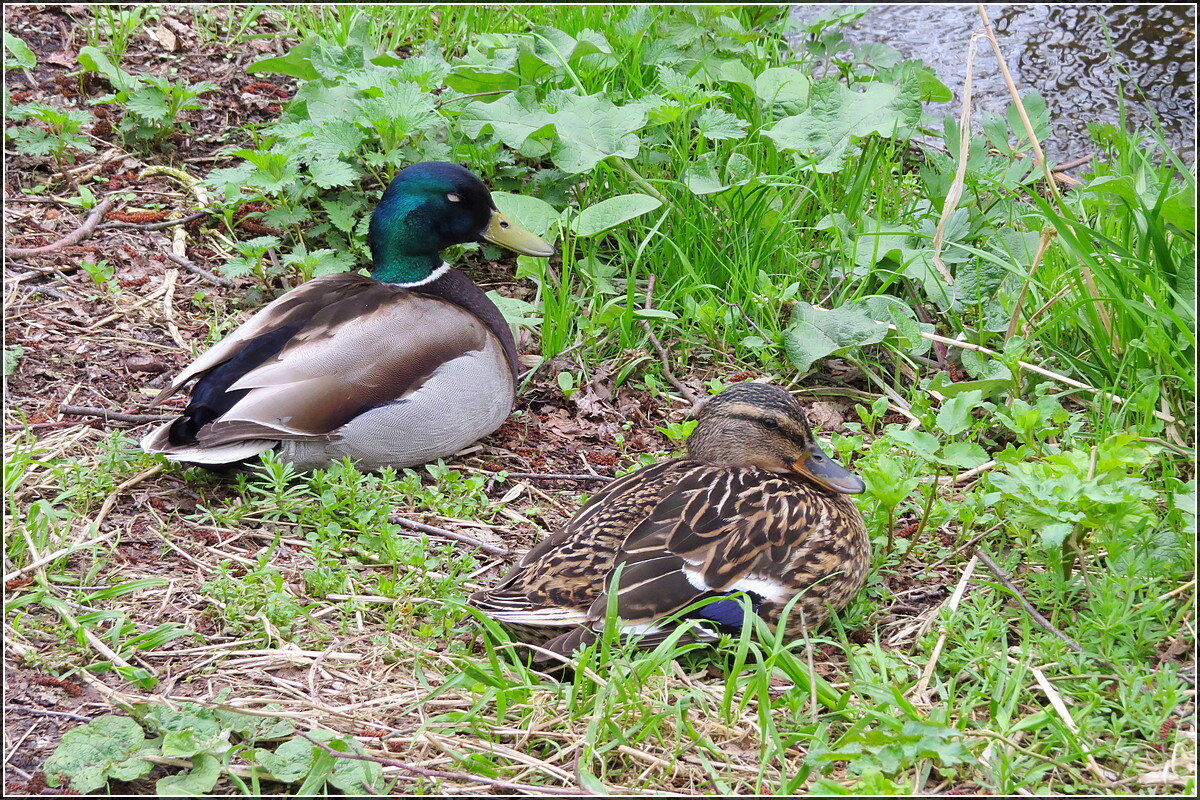Граждане отдыхающие - Сеня Белгородский