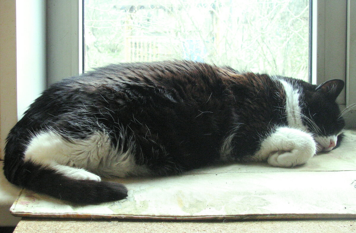 Уснул на окошке - Людмила Смородинская