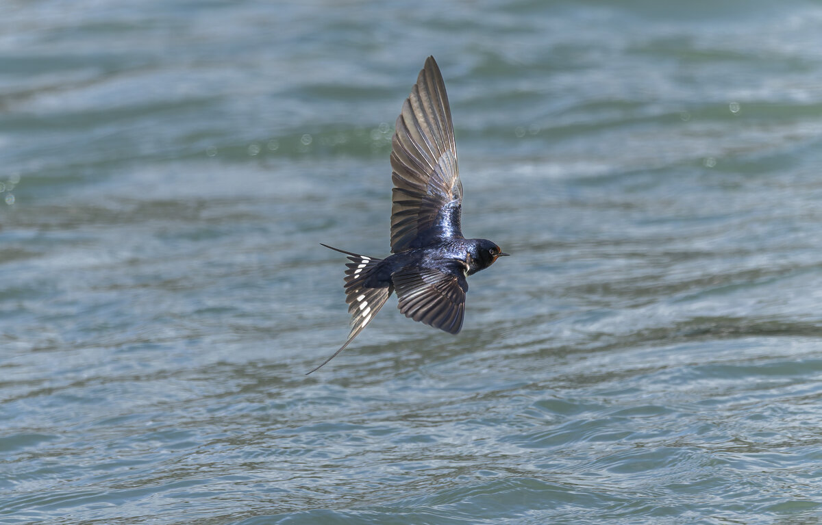 ласточка деревенская. - юрий макаров