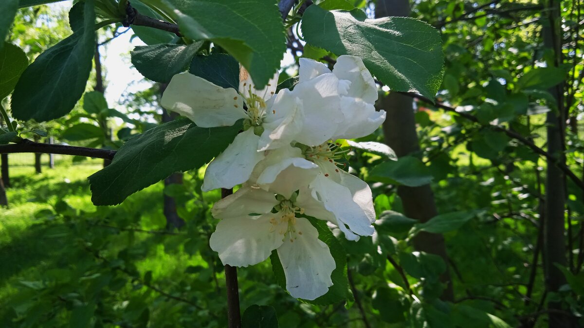 скоро и яблони зацветут - Елена Шаламова