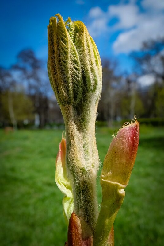 Весенние зарисовки ... - Ravile 