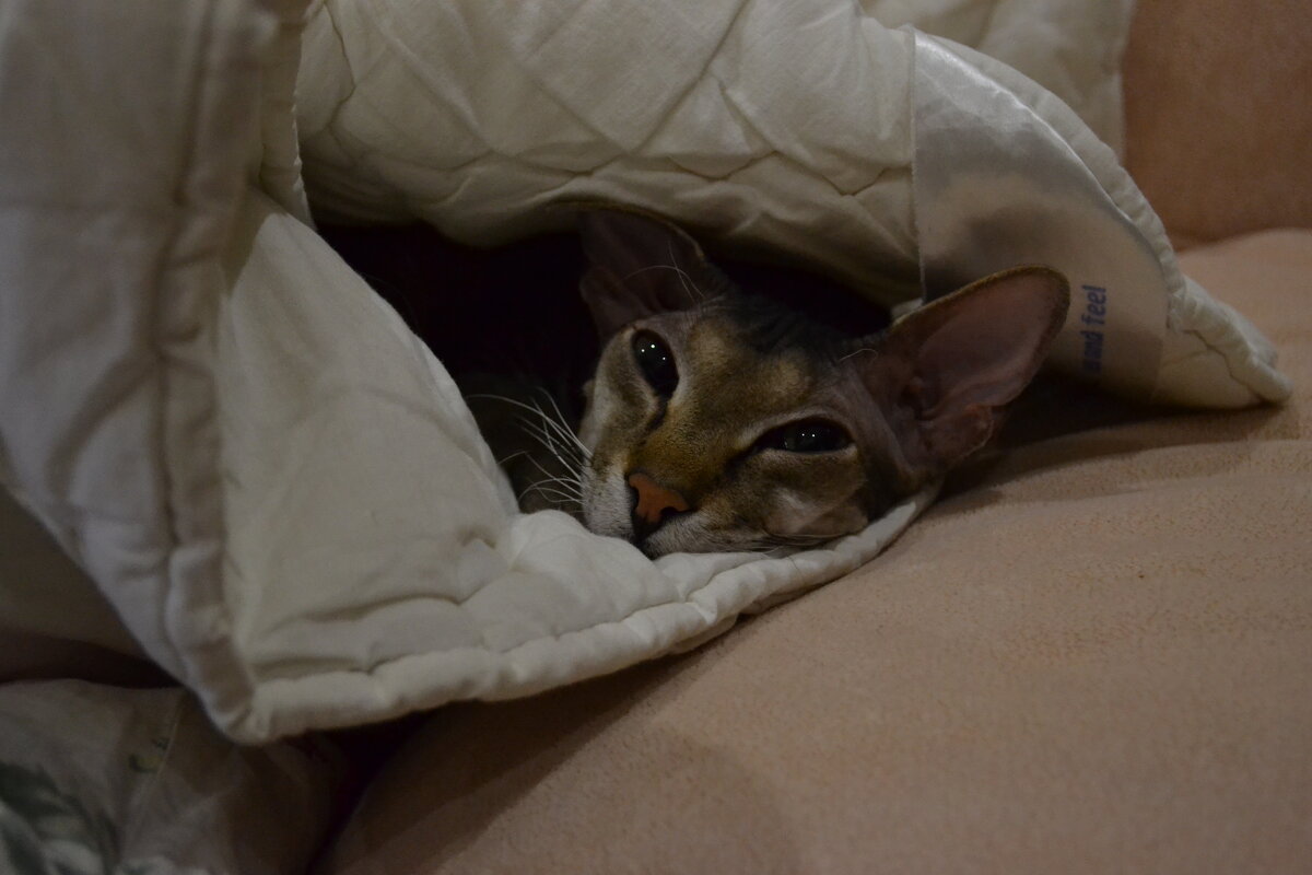 Что-то стало холодать... - Ольга 