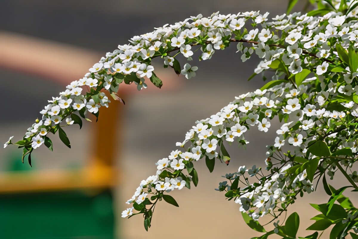Спирея - Игорь Сикорский