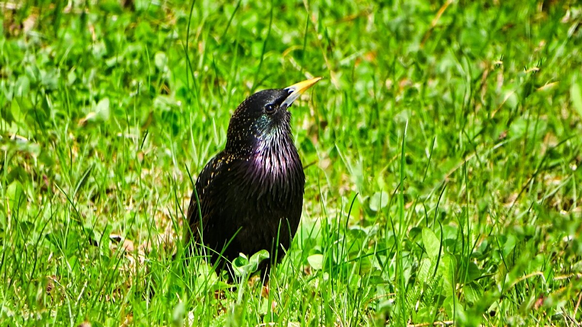 Скворец в городском саду. - Милешкин Владимир Алексеевич 
