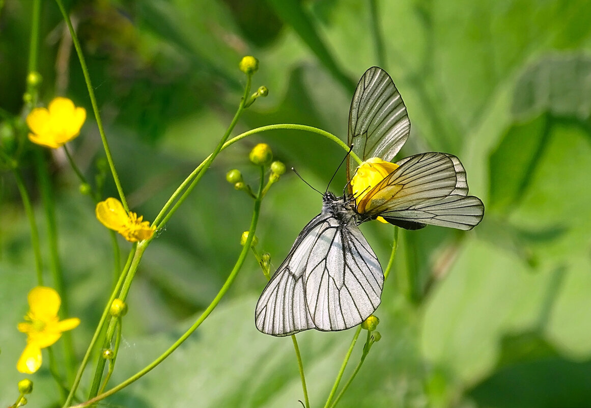 Летний этюд - Valentina K