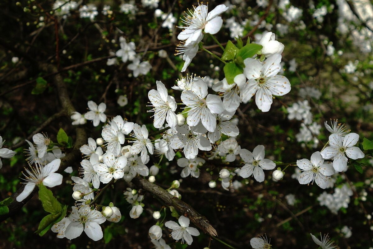 Апрельское цветение - Рита Симонова