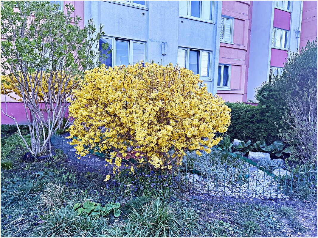 Форзиция. - Валерия Комова