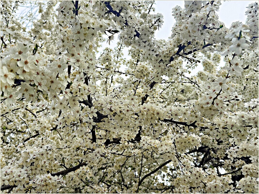 Весеннее цветение. - Валерия Комова