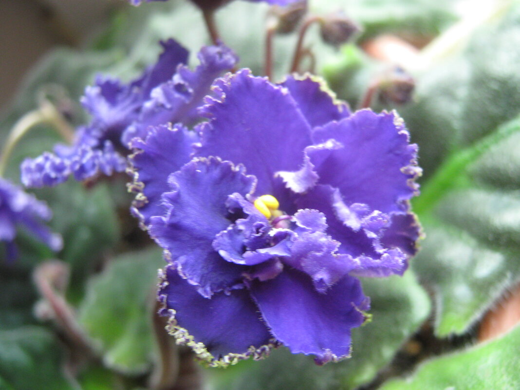 Фиалка - Елена Семигина