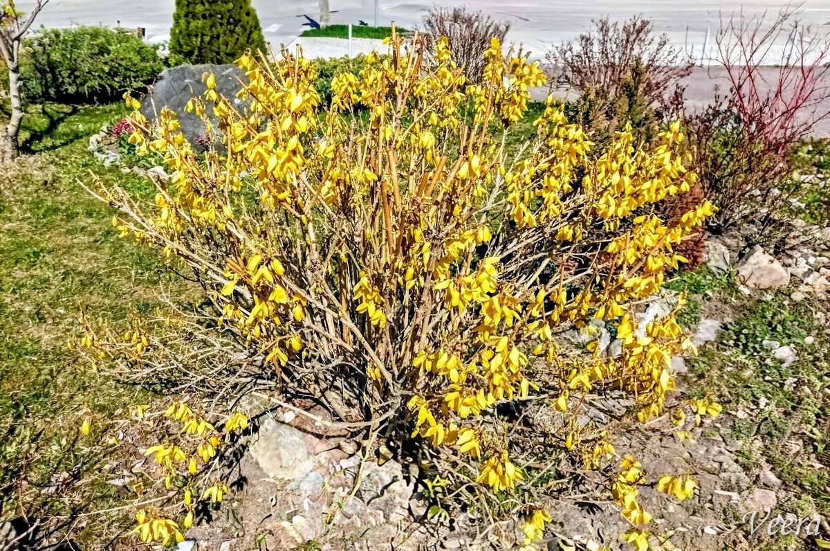 Форзиция - Veera V